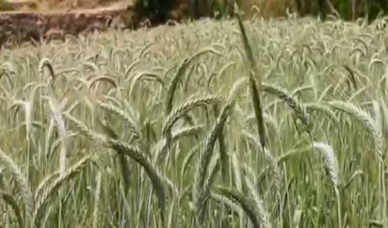 Spray Chlorpyriphos on wheat crop advises, farm scientists
