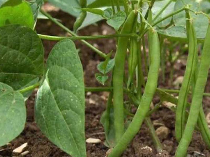 Mah: Latur Agri dept encourages farmers to grow soybean