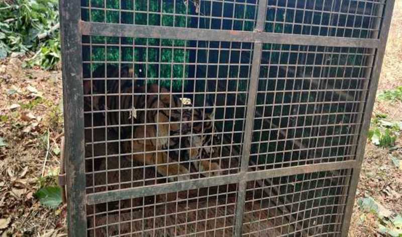 Forest officials of Bandipur National Park traps tigress