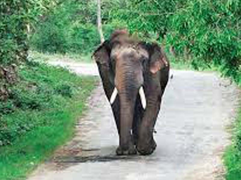 Wild elephant kills 85-year-old farmer in Karnataka’s Kalmakaru village
