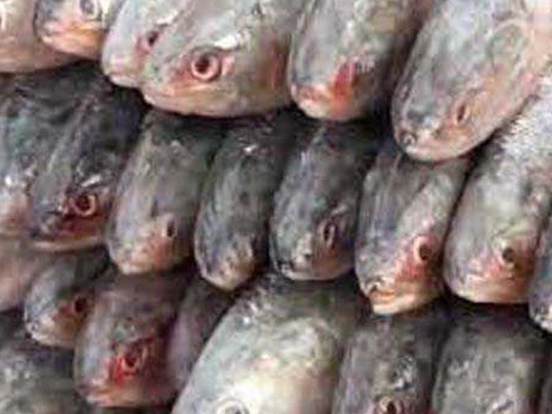 Fish prices to become dearer, the 61-day annual fishing ban begins
