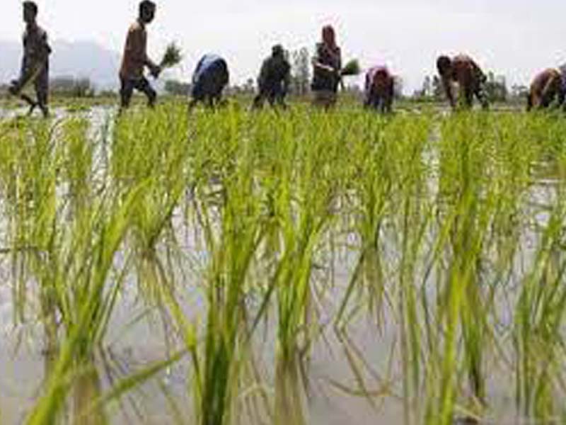 Rabi crops, fruits damaged due rain and snowfall