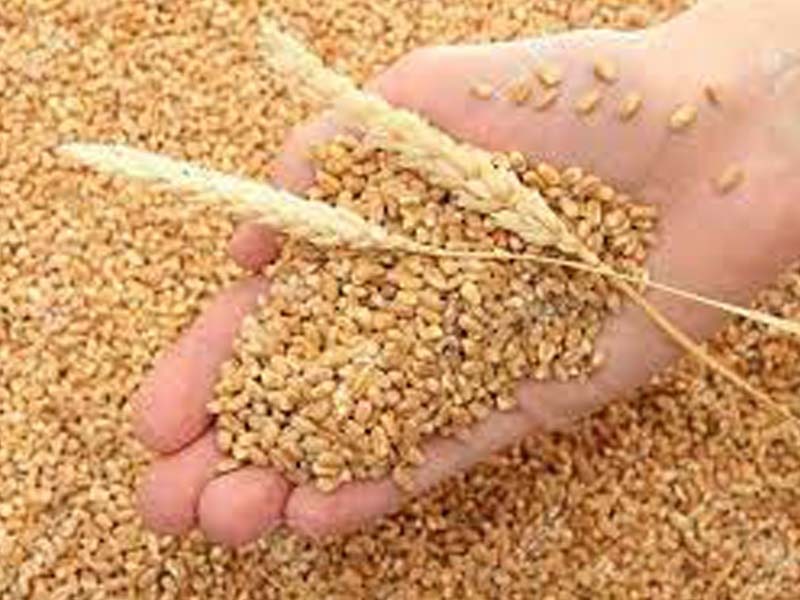More than 66321 MT wheat procured on day two