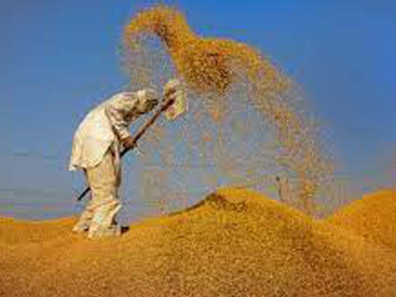 Haryana govt procures 44.96 lakh tonnes of wheat through various procurement agencies