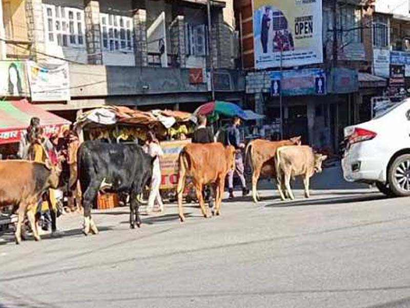 Stray animals invade the Gandhi Chowk area of Hamirpur