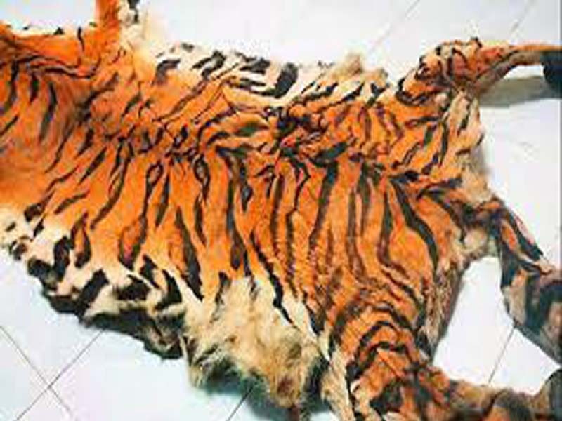 Police arrest 4, seize tiger skin