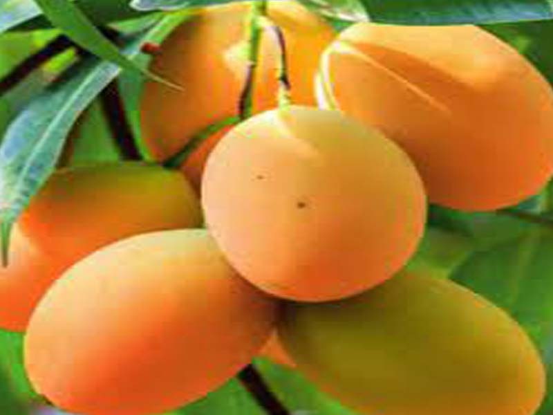 Virtual buyer-seller meet held for boosting mango exports to S Korea