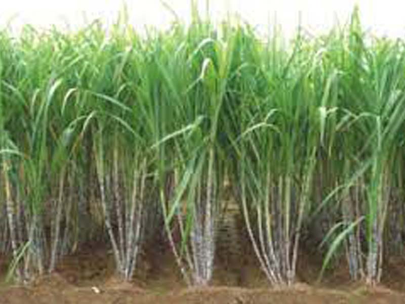 UP sugarcane dept conducting sanitization in a big way in sugarcane regions