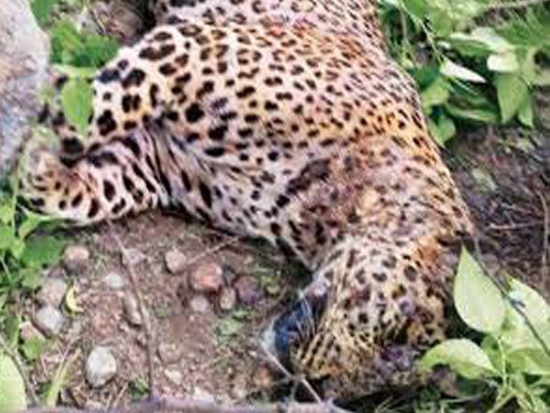 Three leopards found dead under suspicious condition in Belawadi Village in Mysuru District