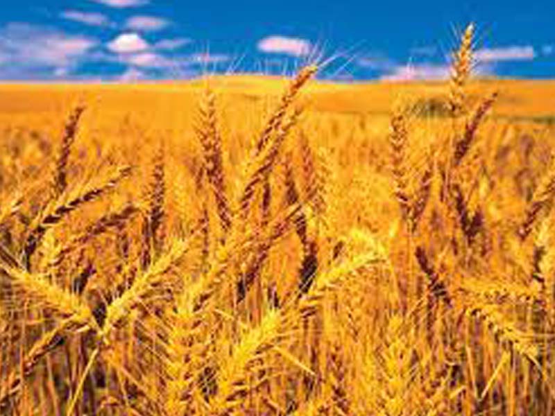 80.56 lakh tonnes of wheat procured in Haryana so far