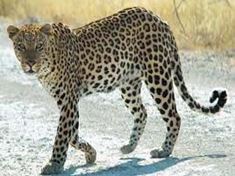 Five leopards sighted in BEML premises