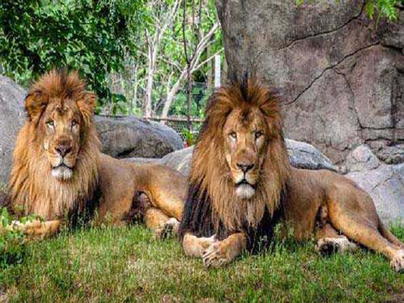 Eight Asiatic lions in Nehru Zoological Park test positive for Corona