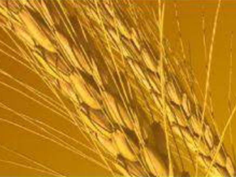 Record 22.83 LMT wheat procured by UP Govt