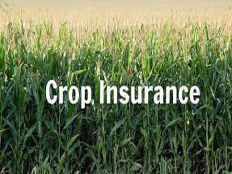 Farmers yet to get last year crop insurance: BJP to Mah govt