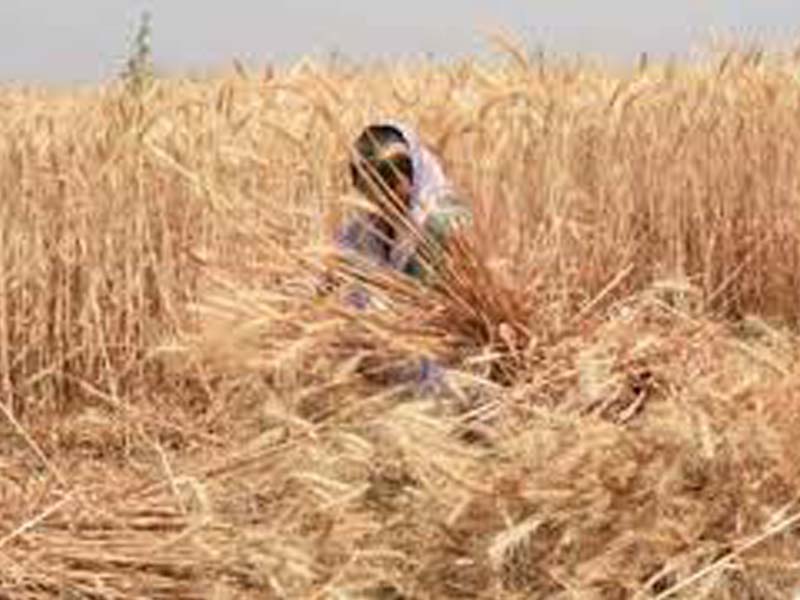 Agriculture reform bill to protect farmers’ interests: Thorat