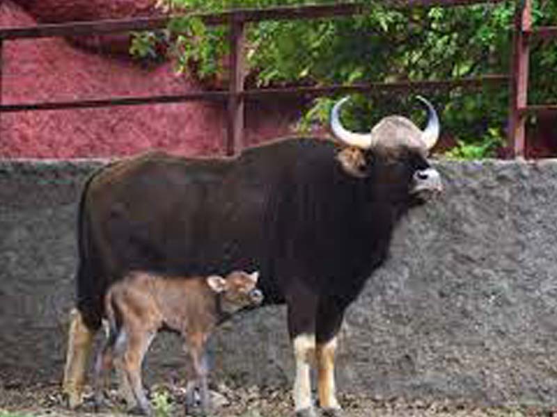 Male Gaur Calf born at Nehru Zoological Park, Hyderabad