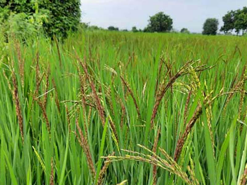 ICAR-IIRR releases four new rice varieties