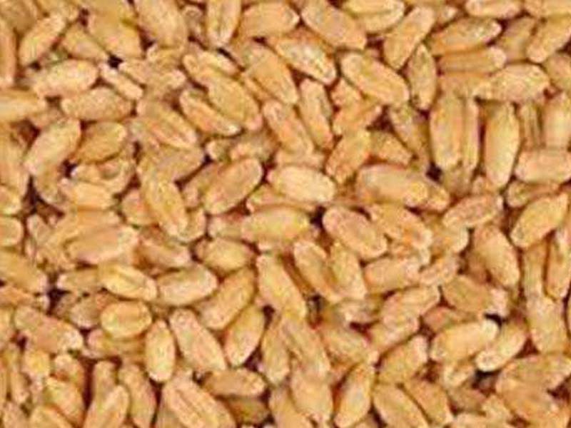 Wheat procurement at all time in HP: state Agri Min