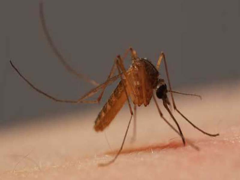 Zika virus: Expert team to arrive in Kerala today