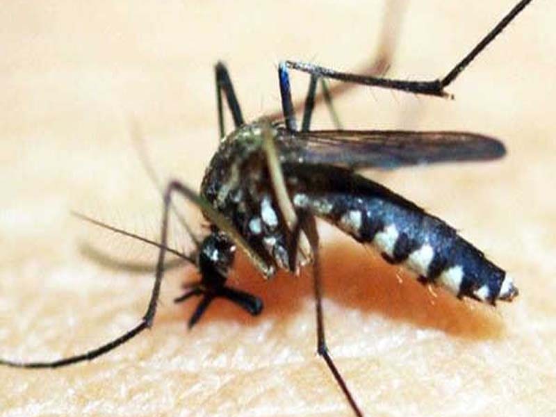 Karnataka: Guidelines issued for prevention of Zika virus