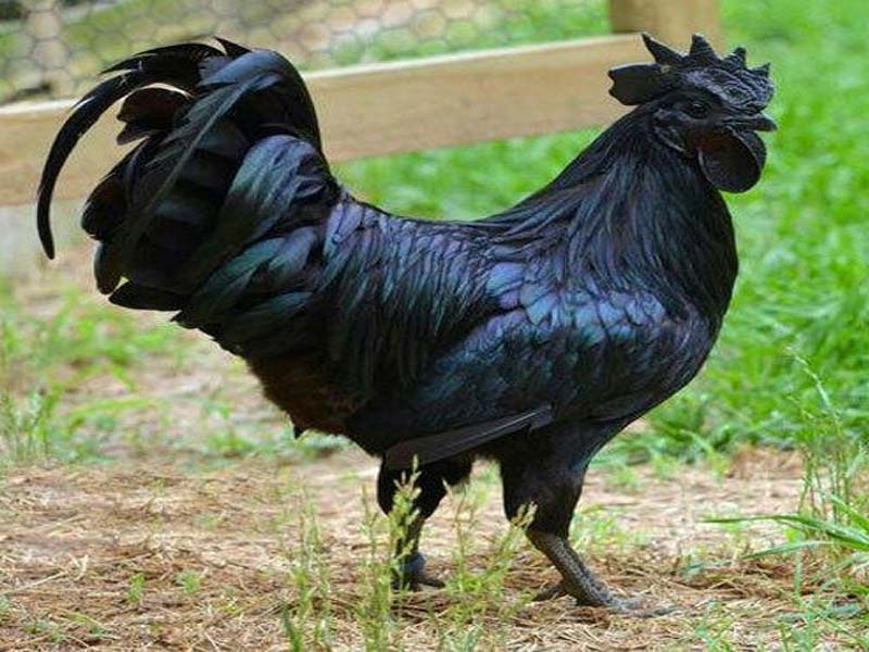 AP Cabinet approves establishment of Kadaknath breed poultry farm