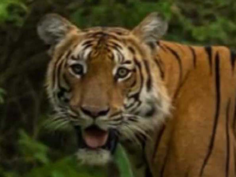 Tiger attacks rubber tapping employee in Kerala