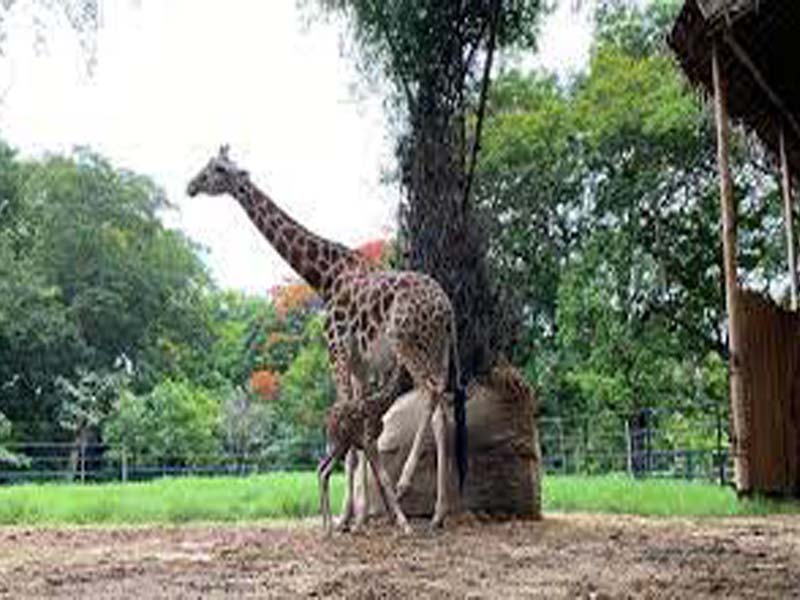 Mysuru zoo announces birth of male Giraffe