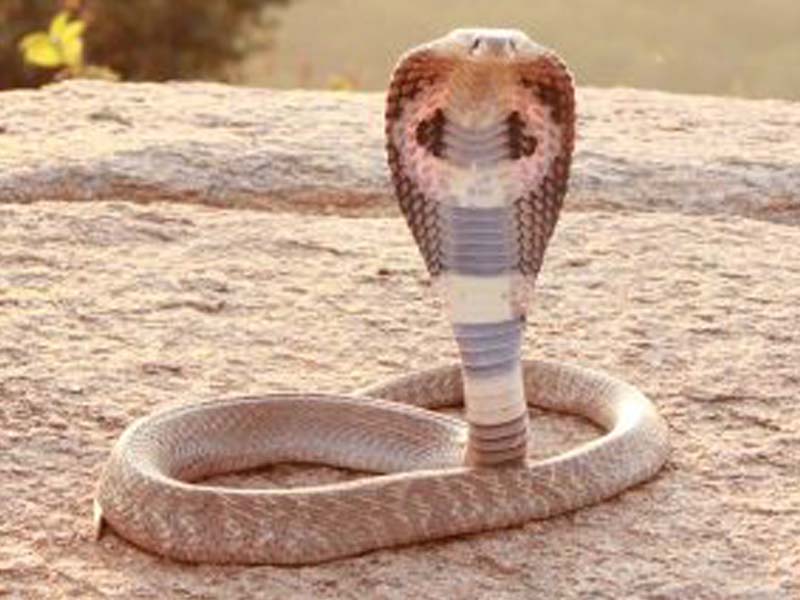 Zoo employee dies of Cobra bite in Kerala