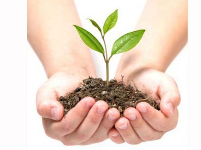 Massive plantation drive to make Punjab green, clean to be launched soon
