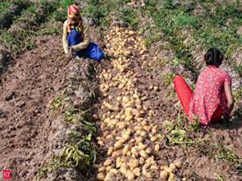 IIT Mandi-CRPI jointly develop a computational model to detect potato disease