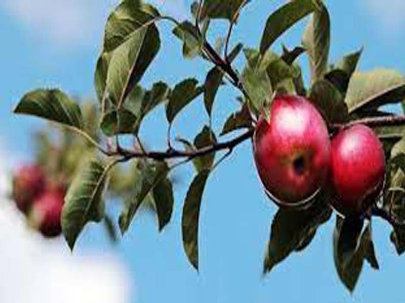 Over 50 apple trees axed by unidentified persons in Kupwara