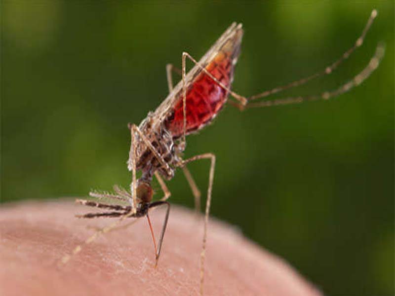 Kerala’s Zika virus cases rise to 61