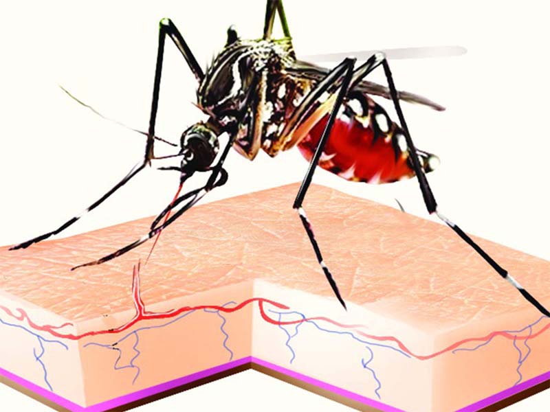 Over 20 diagnosed with dengue in J&K UT, Health Department on toes