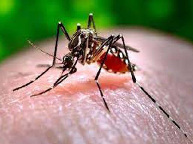 Punjab increases testing & treatment to prevent Dengue outbreak: Alok Shekhar