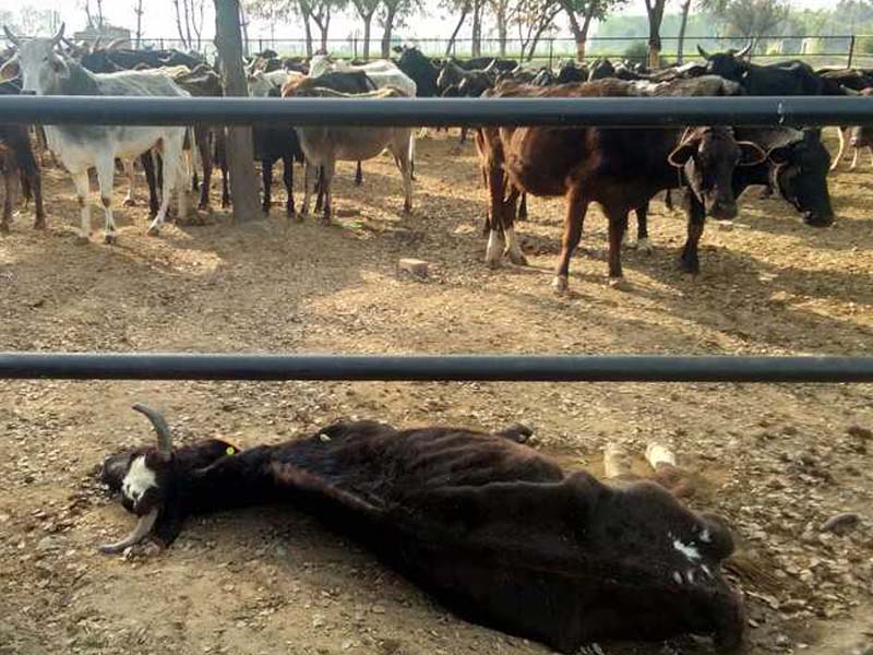 The unknown disease kills dozens of cows in the suburbs of Kangra