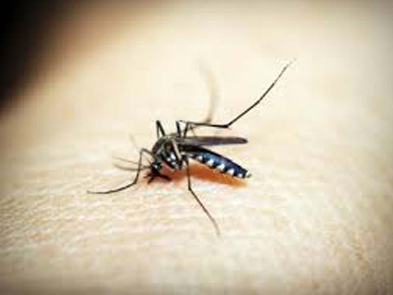 Dengue cases surpass the previous year’s figure