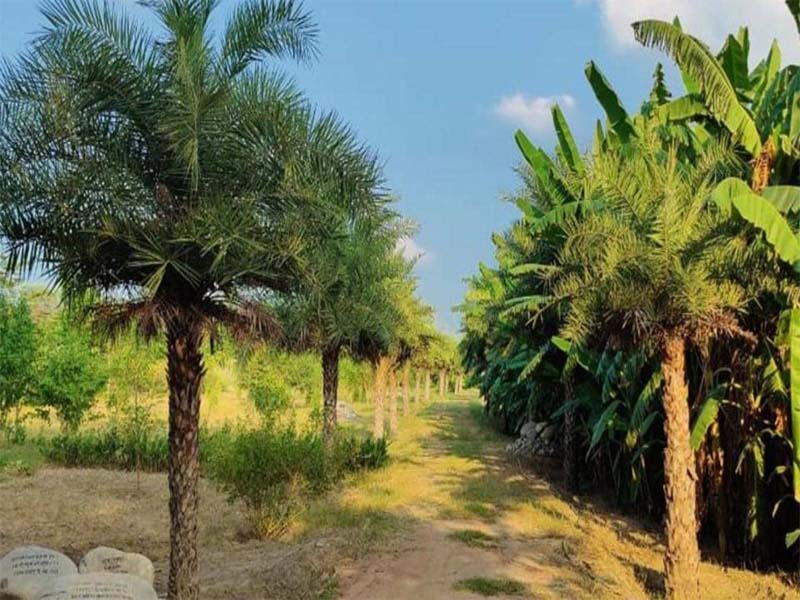 Unique ‘Guru Granth Sahib Bagh’ comes up at Patto Hira Singh village