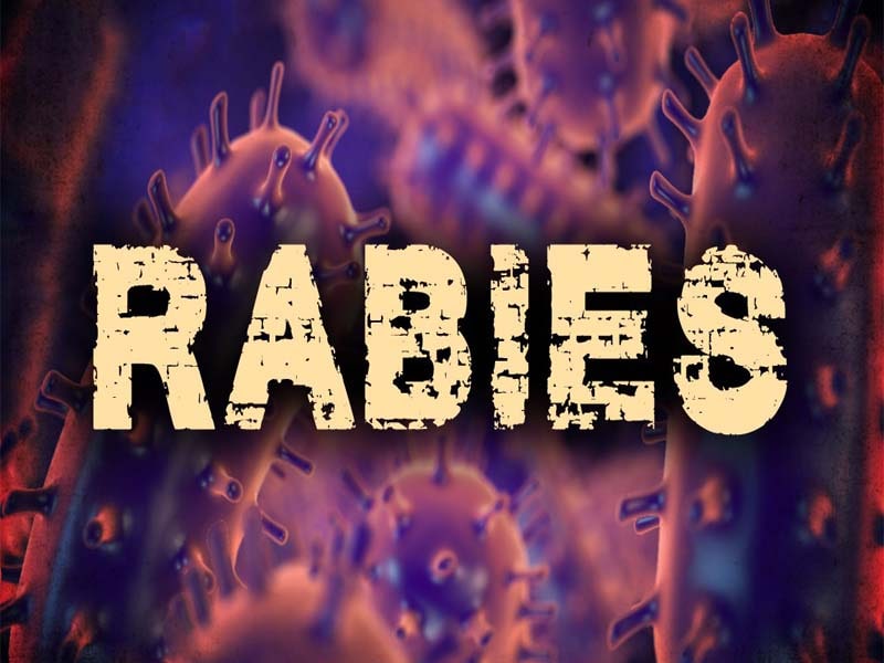 Illinois in US authorities report first human rabies case since 1954