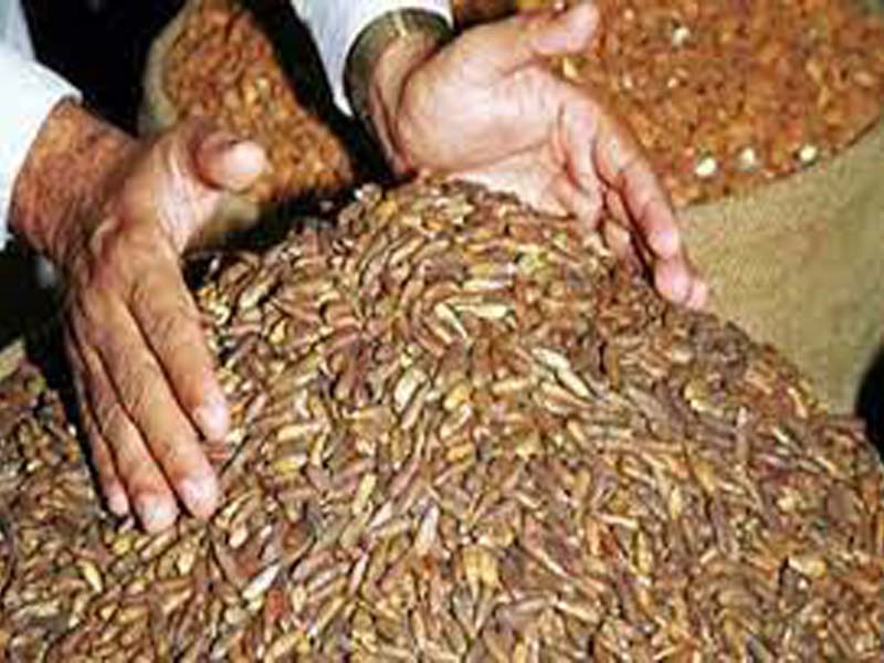Afghanistan’s pine nut producers face export problems under Taliban regime