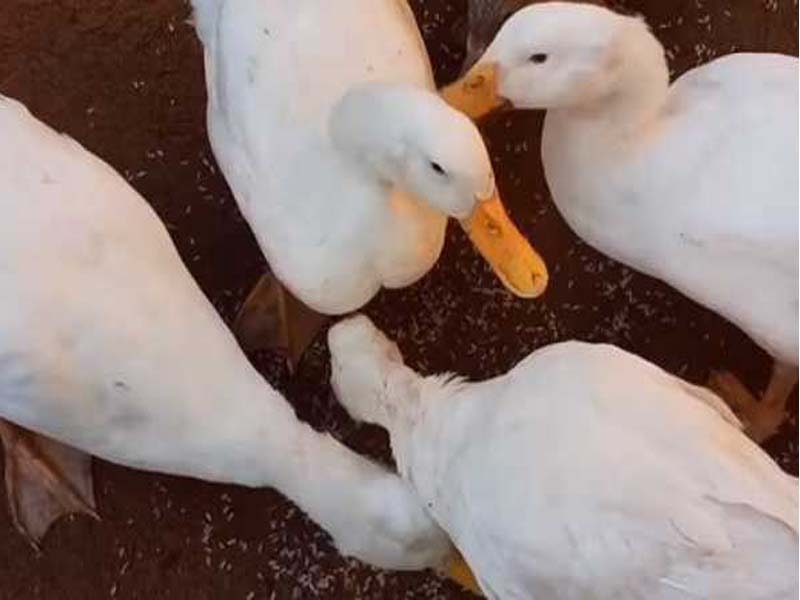 Bird flu: H5N1 virus detected in two Kerala districts, thousands of ducks culled