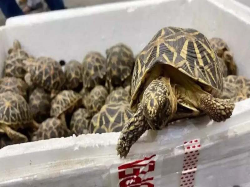 1,364 live star tortoises seized at Air cargo complex