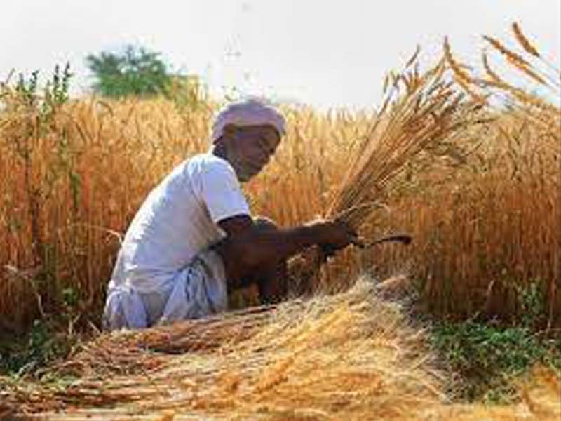 AP: Paddy 3,48,914 MTs purchased from farmers directly at MSP in East Godavari