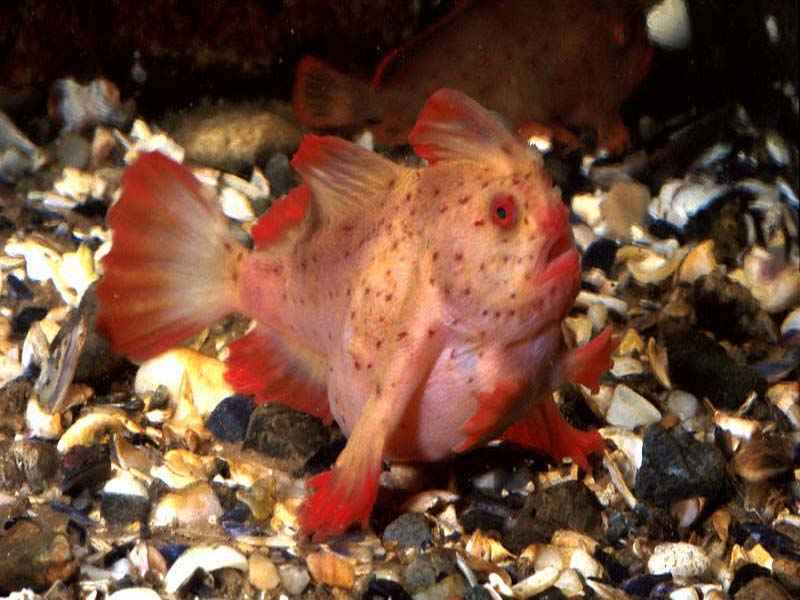 Rare pink handfish spotted in Australia