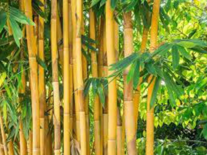 Bamboo plantation to be people’s movement: DC