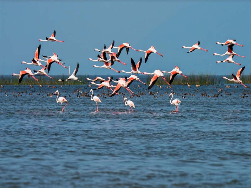 10.5 lakh water birds sighted in Chilka