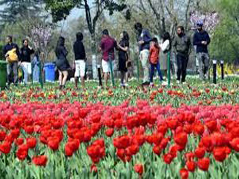 Record 3.30 lakh visitors throng Srinagar’s Tulip Garden
