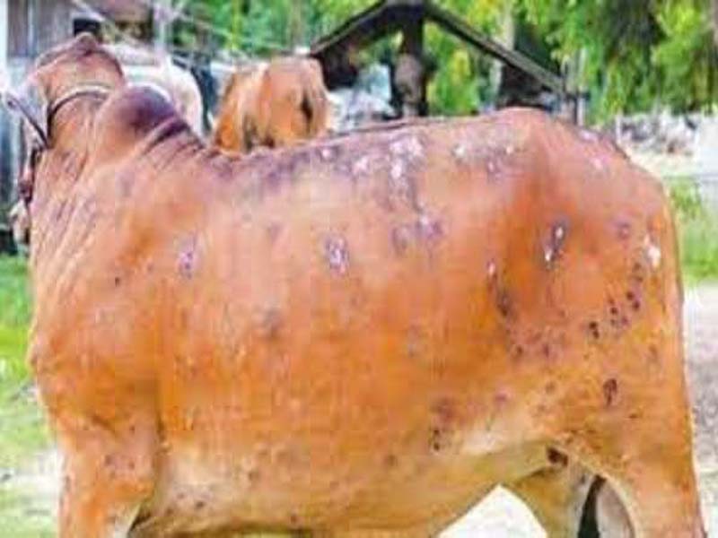 Lumpy: 4,600 animals recovered in Maha
