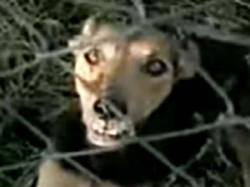Make Rabies notifiable disease, says expert amid rising dog attacks in Kerala