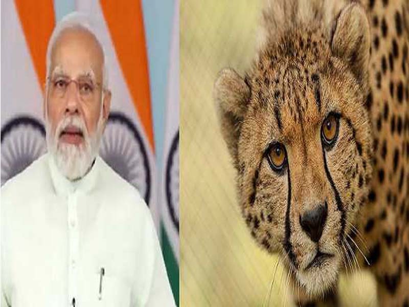 PM to relaunch Cheetahs in National Park on Sep 17
