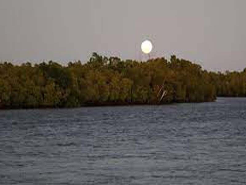 ‘Wobbly’ moon likely behind mass tree deaths: Scientists